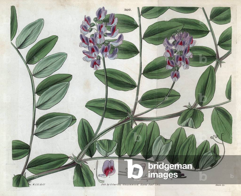 Pea variete - Manystem pea, Lathyrus polymorphus (Ten-leafletted everlasting pea, Lathyrus decaphyllus). Handcoloured copperplate engraving by Swan after an illustration by William Jackson Hooker from Samuel Curtis' “” Botanical Magazine,”” London, 1832.