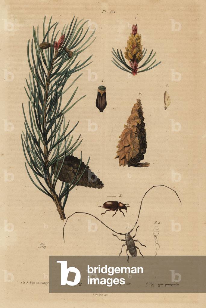 Scots pine, Pinus sylvestris 1-5, and red or Norway pine, Pinus resinosa 6, weaver beetle, Lamia textor 7 and pine beetle, Tomicus piniperda 8