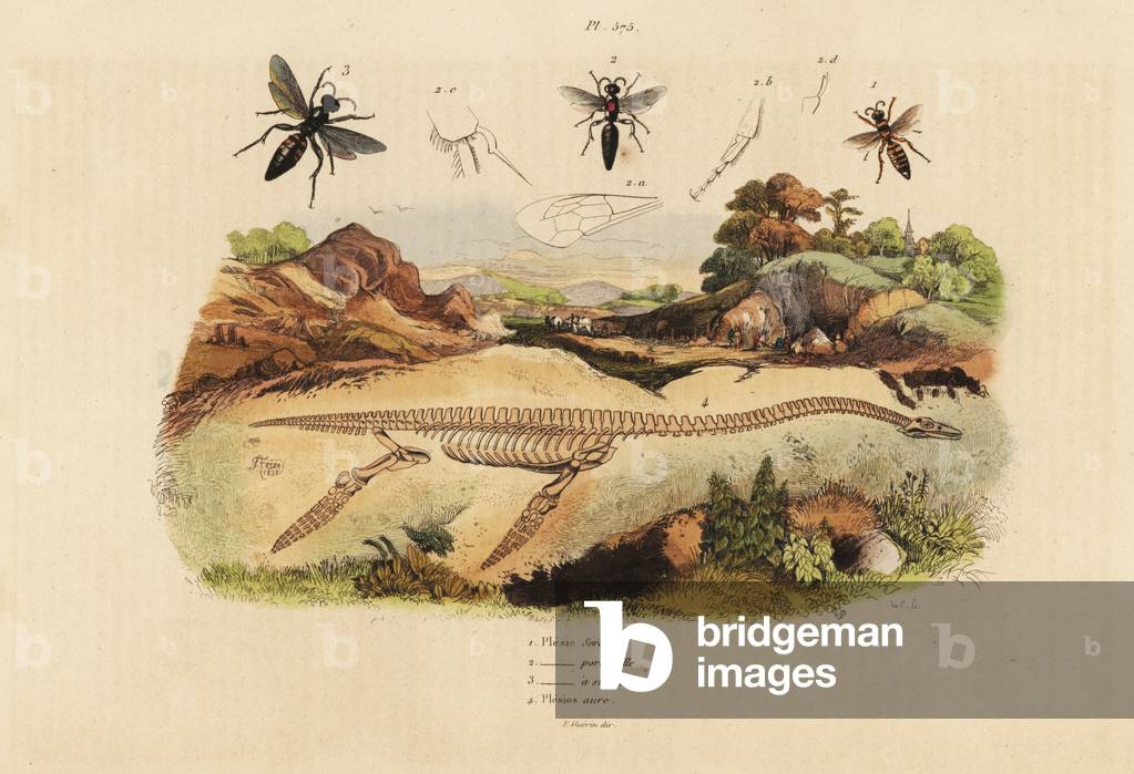 Fossil skeleton of an extinct plesiosaurus 4, and wasps, Plesia species 1-3