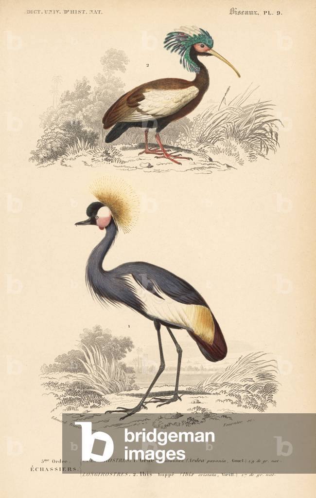 Madagascan crested ibis, Lophotibis cristata (near threatened) and grey crowned crane, Balearica regulorum (endangered). Handcoloured engraving by Fournier after an illustration by Edouard Travies from Charles d'Orbigny's Dictionnaire Universelle d'Histoire Naturelle (Dictionary of Natural History), Paris, 1849.
