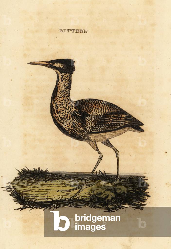 Eurasian bittern or great bittern, Botaurus stellaris