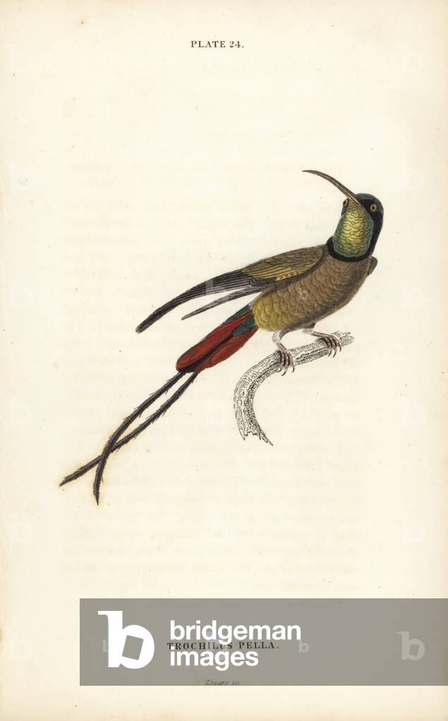 Crimson topaz, Topaza pella (Trochilus pella). Handcoloured steel engraving by William Lizars from Sir William Jardine's Naturalist's Library: Ornithology: Hummingbirds Volume 2, Edinburgh, W.H. Lizars, 1833.