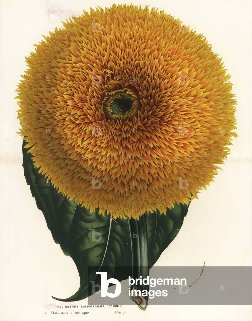 California sunflower, Helianthus californicus insignis. Handcoloured lithograph from Louis van Houtte and Charles Lemaire's Flowers of the Gardens and Hothouses of Europe, Flore des Serres et des Jardins de l'Europe, Ghent, Belgium, 1862-65.