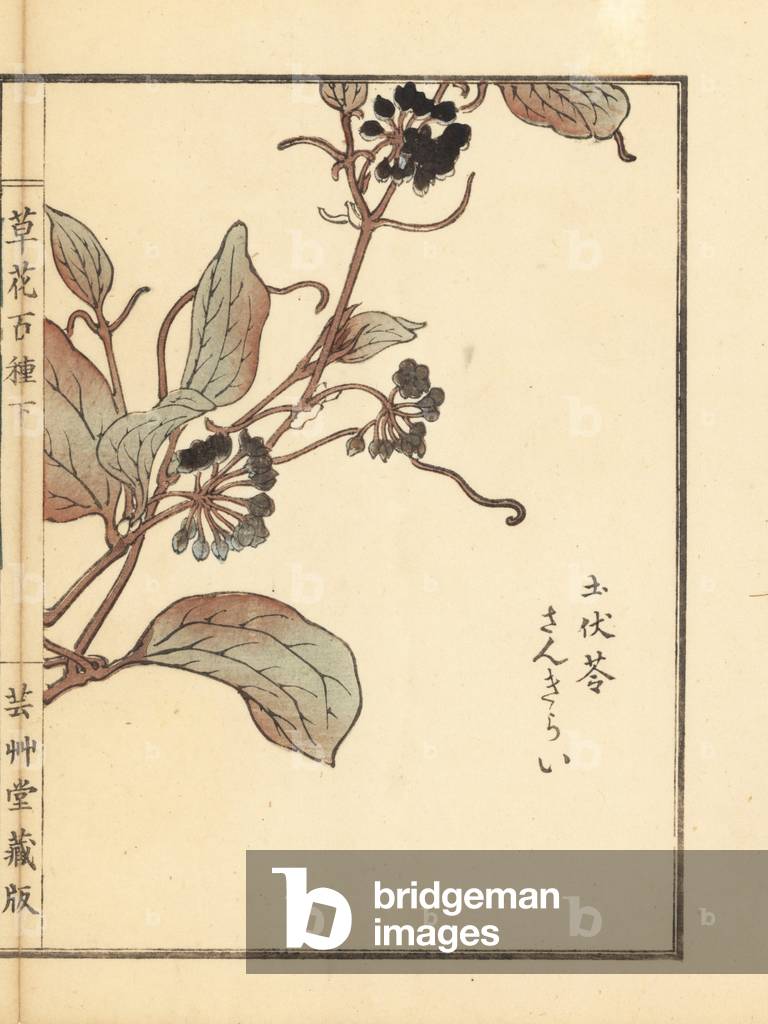Sankirai or Chinaroot, Smilax glabra. Handcoloured woodblock print by Kono Bairei from Kusa Bana Hyakushu (One Hundred Varieties of Flowers), Tokyo, Yamada, 1901.