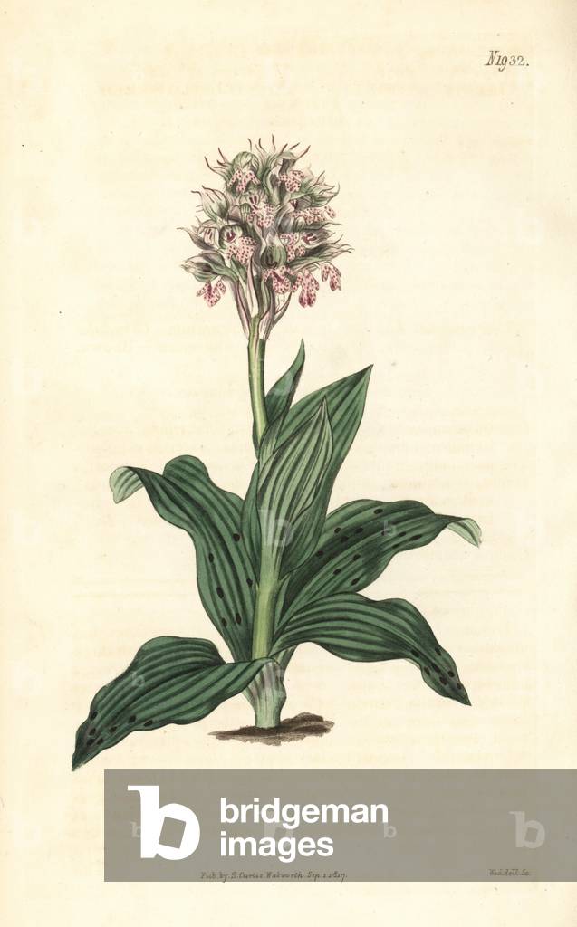 Orchis lacte - Neotinea lactea orchid (Pointe-flowered orchis, Orchis acuminata).