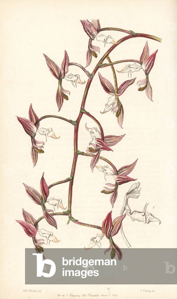Orchid variete of Brazil - Gongora aromatica orchid (White-lipped, toad-skinned gongora, Gongora bufonia var. leucochila). Handcoloured copperplate engraving by George Barclay after an illustration by Miss Sarah Drake from Edwards' Botanical Register, edited by John Lindley, London: Ridgeway, 1847.