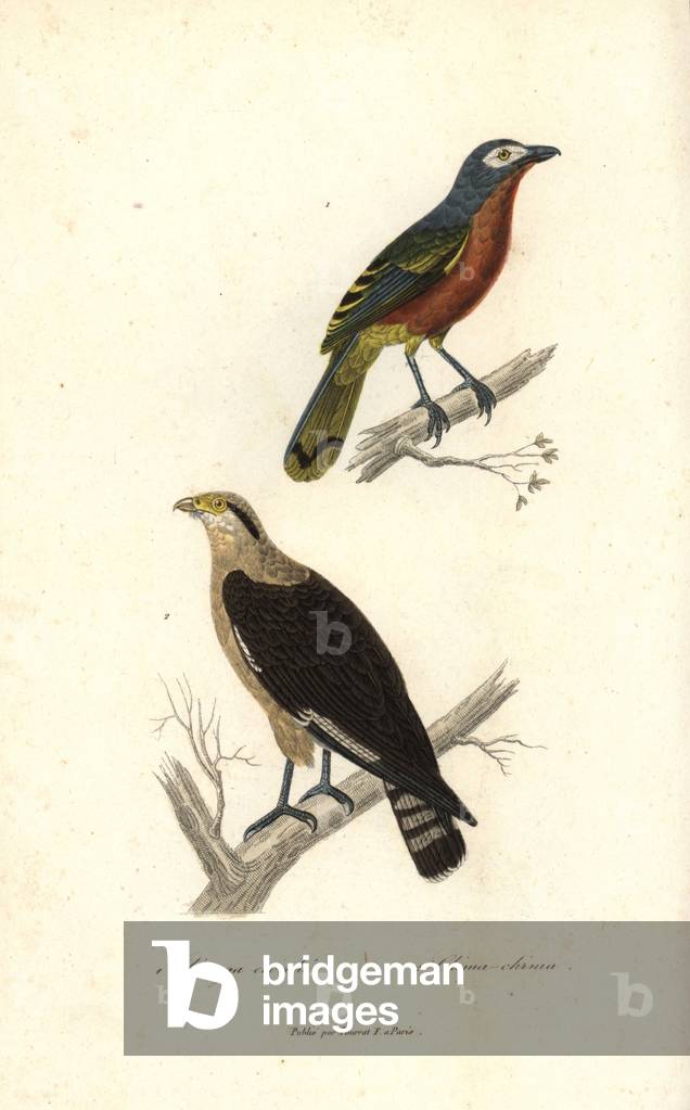 Fiery-breasted bushshrike, Malaconotus cruentus, and yellow-headed caracara, Milvago chimachima. Handcoloured copperplate engraving from Rene Primevere Lesson's Complements de Buffon, Pourrat Freres, Paris, 1838.