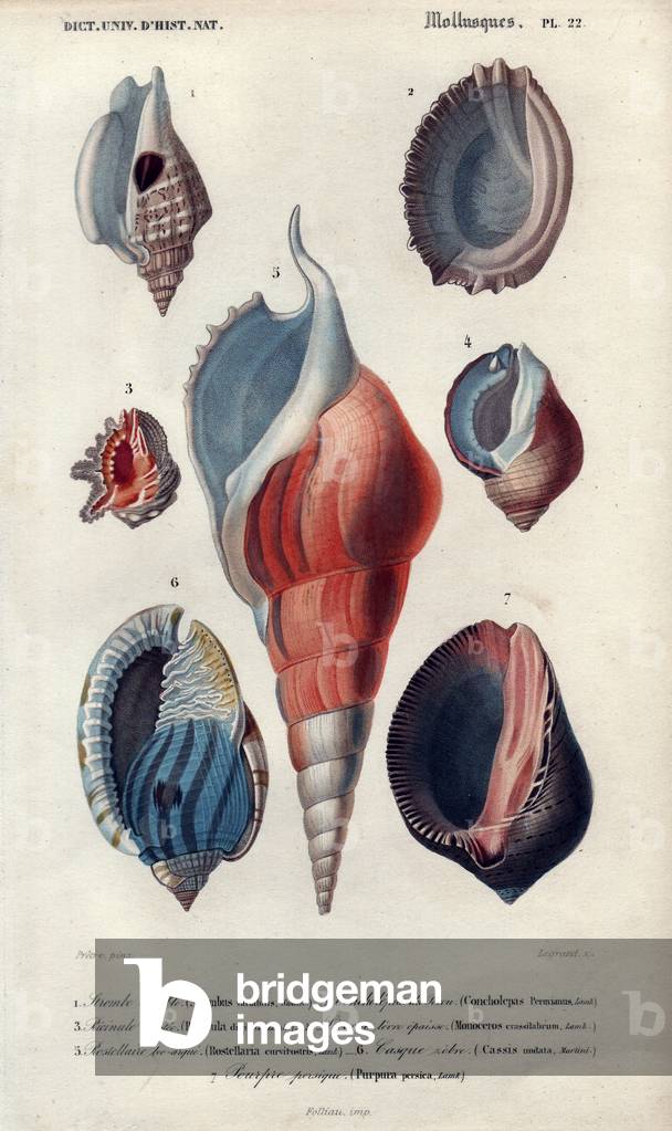 Decorative arrangement of seven shells. Decorative arrangement of seven shells including princely purple, ricinula, strombus, etc. Variable strombe: Strrombus variabilis, Conchelepas de Peru: Concholepas Peruvianus, Ricinale digitee: Ricinula digitata, Unicorn thick lips: Monoceros crassilabrum, Rostellaire bec argue: Rostellaria casvirostris, Helmet rebre: undata, Presic purple: Purpura persica. Handcolored engraving by Pretre from Charles d'Orbigny's “Universal Dictionary of Natural History” 1849.