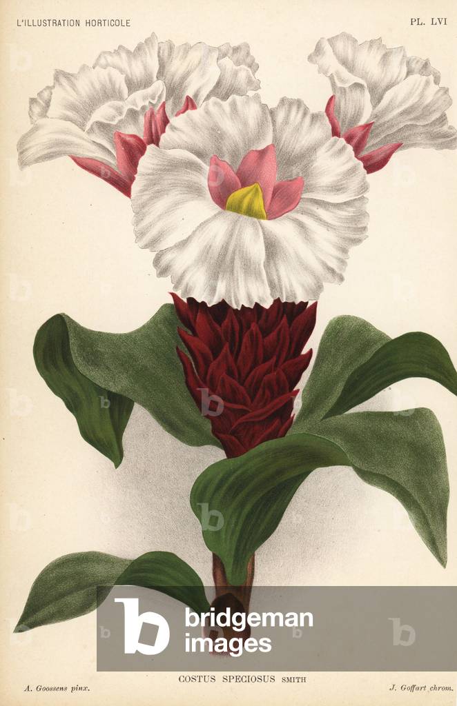 Crepe ginger, Cheilocostus speciosus (Costus speciosus). Chromolithograph by J. Goffart after an illustration by A. Goossens from Jean Linden's l'Illustration Horticole, Brussels, 1896.