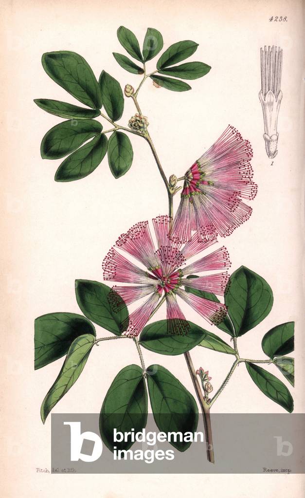 Calliandra or crown tree, Calliandra harrisii - Botanical illustration by Walter Hood Fitch (1817-1892), lithography published in Curtis's Botanical Magazine for Sir William Jackson Hooker, Reeve Brothers edition, London 1846