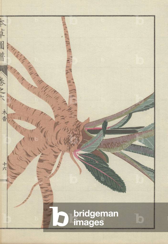 Roots and stems of the inula helenium plant. Yellowhead. Mokkou.