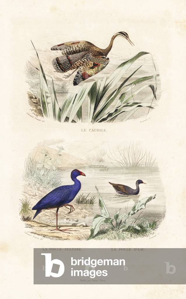 Sunbittern, Eurypyga helias, purple swamphen, Porphyrio porphyrio, and common moorhen, Gallinula chloropus. Handcoloured engraving on steel by Fournier after a drawing by Edouard Travies from Richard's “New Edition of the Complete Works of Buffon,”” Pourrat Freres, Paris, 1837.