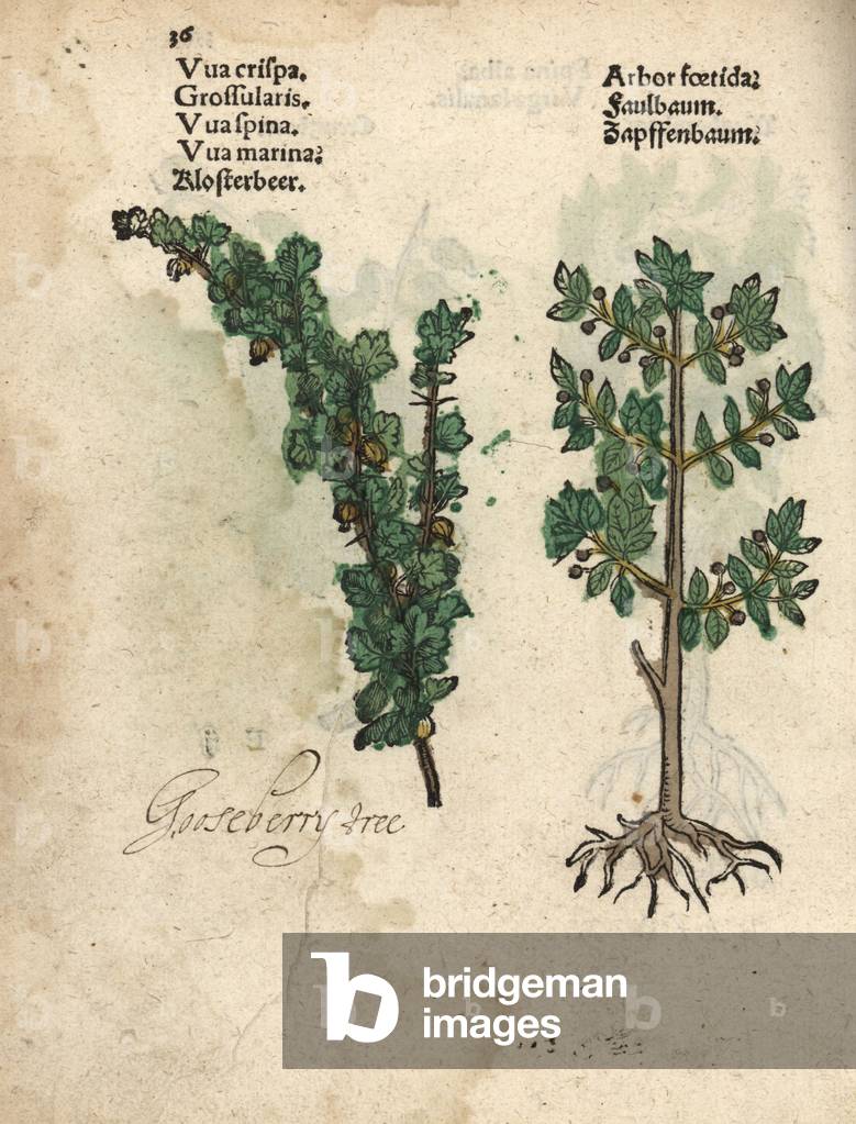 Gooseberry, Ribes uva-crispa, and alder buckthorn, Rhamnus frangula. Handcoloured woodblock engraving of a botanical illustration from Adam Lonicer's Krauterbuch, or Herbal, Frankfurt, 1557. This from a 17th century pirate edition or atlas of illustrations only, with captions in Latin, Greek, French, Italian, German, and in English manuscript.