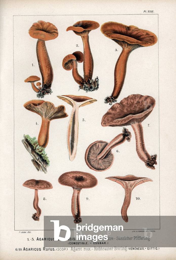 Sweet agaric (Agaricus subdulcis), edible and red agaric (Agaricus rufus), venenous. Chromolithography of C.Krause, based on an illustration by Fritz Leuba (1848-1910), in Les champignons edibles et les especes veneneuses with which they could be confused, published by Delachaux and Niestle, in Neuchatel, Switzerland, in 1890.