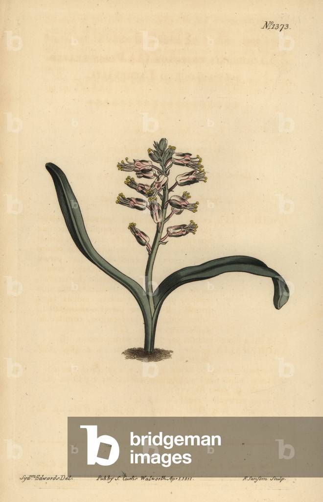 Plain-leaved self-coloured lachenalia, Lachenalia unicolor