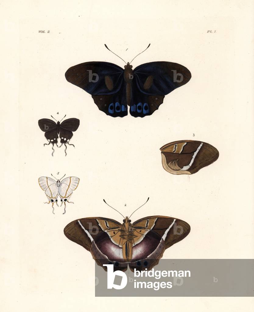 Common brown morpho, Antirrhea philoctetes (Haetera philoctetes) 1,2, wing 3, common falsehead butterfly, Oxylides faunus (Thecla faunus) female 4,5, ventral and dorsal views. Handcoloured lithograph from John O. Westwood's new edition of Dru Drury's “” Illustrations of Exotic Entomology,”” Bohn, London, 1837.