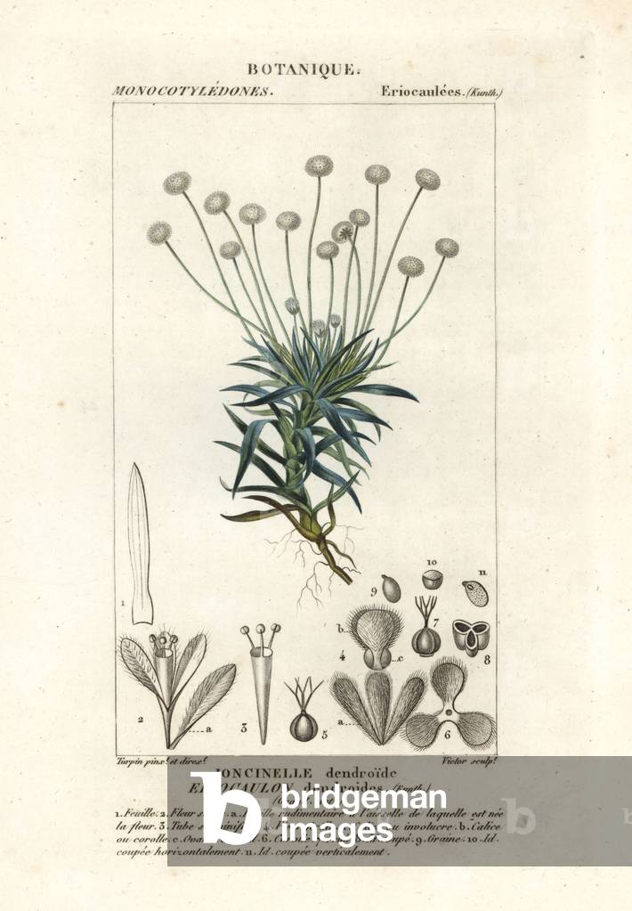 Paepalanthus dendroides