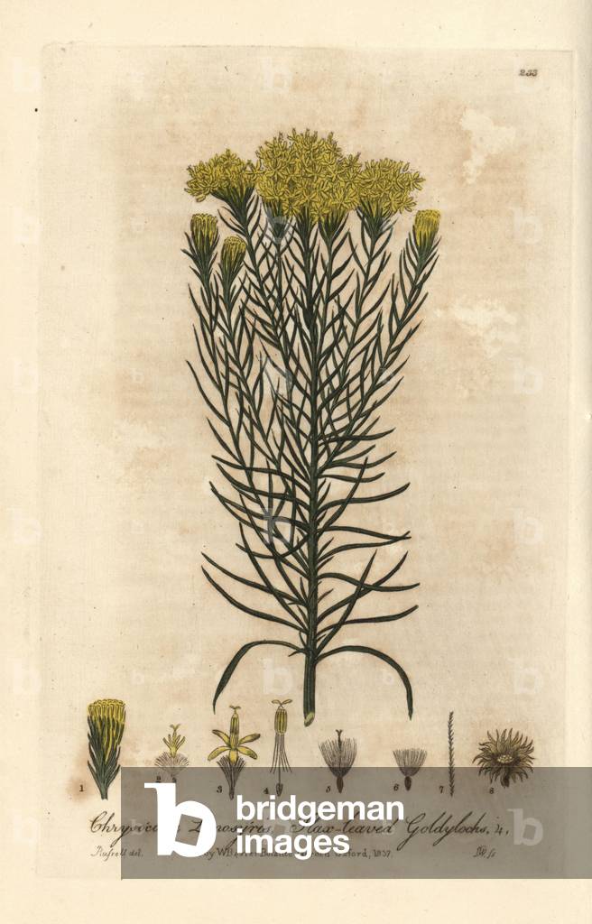 Aster linosyris - Flax-leaved goldylocks, Chrysocoma linosyris - Handcoloured copperplate engraving by J. Whessell from a drawing by Isaac Russell from William Baxter's “” British Phaenogamous Botany” 1837