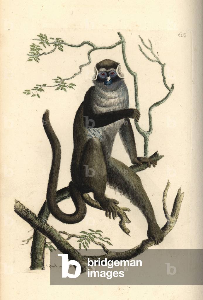 Red-tailed guenon, Cercopithecus ascanius (Ascanius monkey, Simia ascanius). Illustration drawn and engraved by Richard Polydore Nodder. Handcoloured copperplate engraving from George Shaw and Frederick Nodder's The Naturalist's Miscellany, London, 1804.