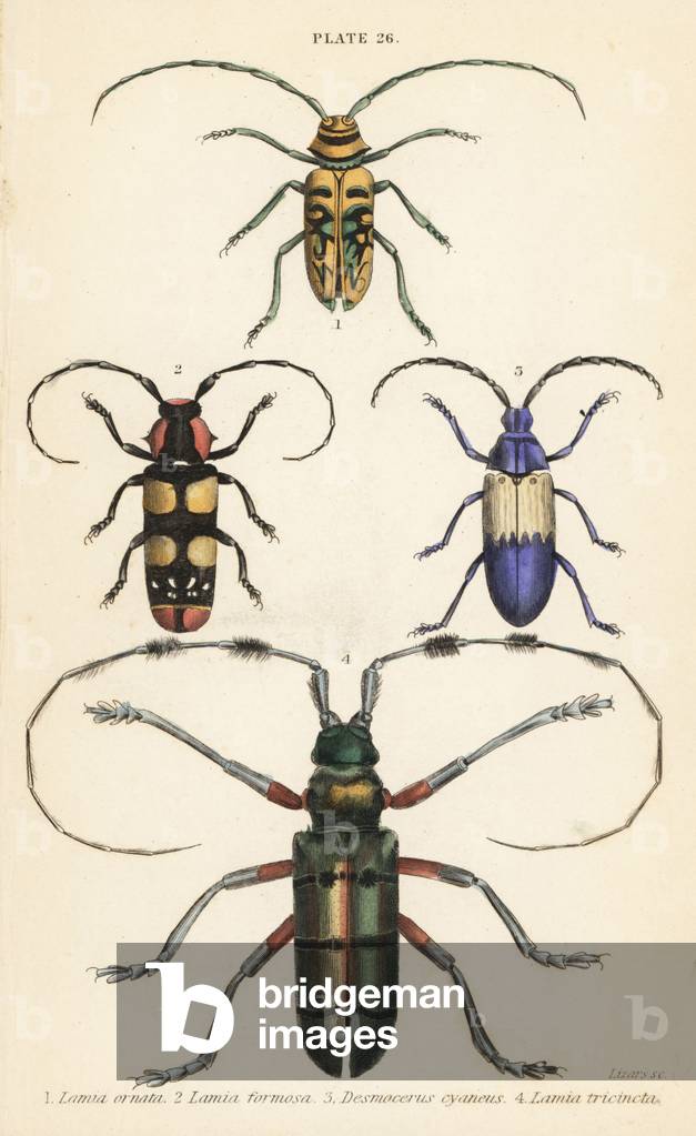 Sternotomis pulchra 1, Tragocephala formosa 2, elderberry borer, Desmocerus palliatus 3, and Thysia wallichii 4