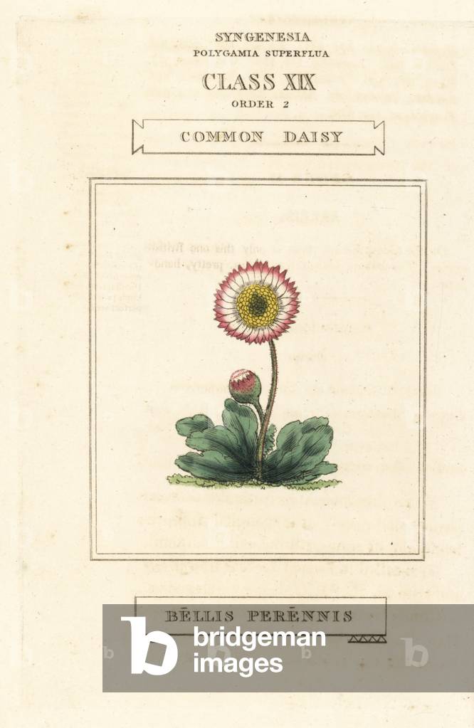 Common daisy, Bellis perennis. Handcoloured copperplate engraving after an illustration by Richard Duppa from his The Clours and Orders of the Linnaean System of Botany, Longman, Hurst, London, 1816.