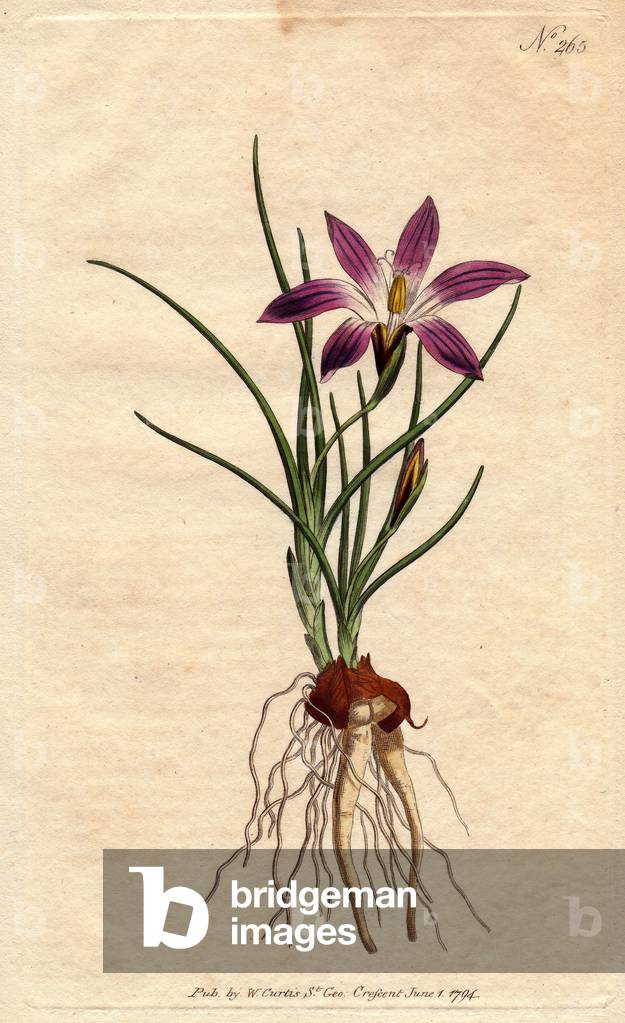Ixia has Crocus leaves, with purple flowers, native to Spain and Italy. Crocus leaved ixia with purple flowers. A native of Spain and Italy. Ixia bulbocodium.