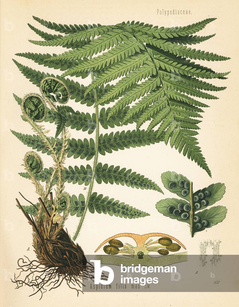 Male fern, Dryopteris filix-mas (Aspidium filix mas). Chromolithograph after a botanical illustration by Walther Muller from Hermann Adolph Koehler's Medicinal Plants, edited by Gustav Pabst, Koehler, Germany, 1887.