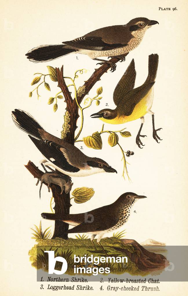 Northern shrike, Lanius borealis 1, yellow-breasted chat, Icteria virens 2, loggerhead shrike, Lanius ludovicianus