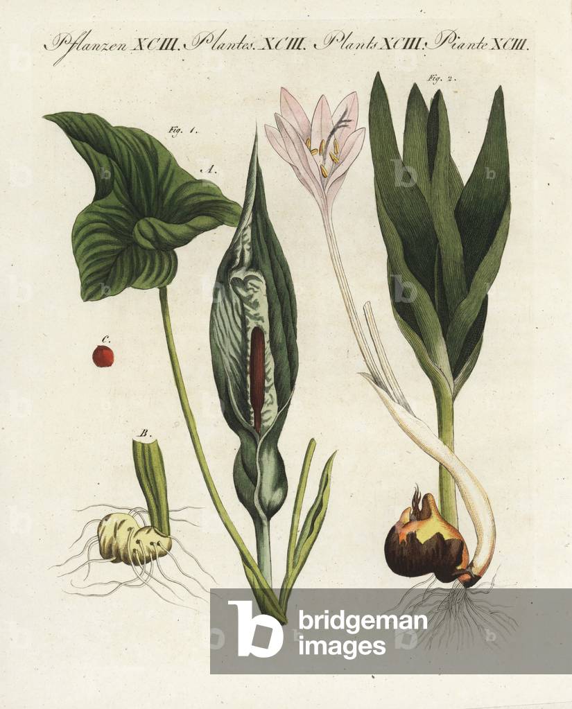Wild arum, Arum maculatum, and meadow saffron or autumn crocus, Colchicum autumnale. Handcoloured copperplate engraving from Bertuch's “” Bilderbuch fur Kinder”” (Picture Book for Children), Weimar, 1805. Friedrich Johann Bertuch (1747-1822) was a German publisher and man of arts most famous for his 12-volume encyclopedia for children illustrated with 1,200 engraved plates on natural history, science, costume, mythology, etc., published from 1790-1830.