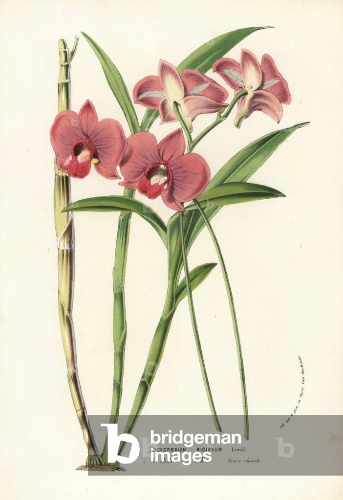 Two-humped dendrobium orchid, Dendrobium bigibbum. Handcoloured lithograph from Louis van Houtte and Charles Lemaire's Flowers of the Gardens and Hothouses of Europe, Flore des Serres et des Jardins de l'Europe, Ghent, Belgium, 1856.