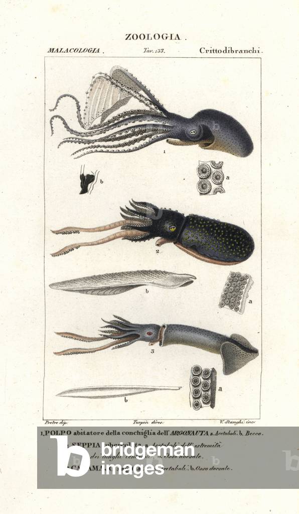 Great argonaut, cuttlefish and flying squid
