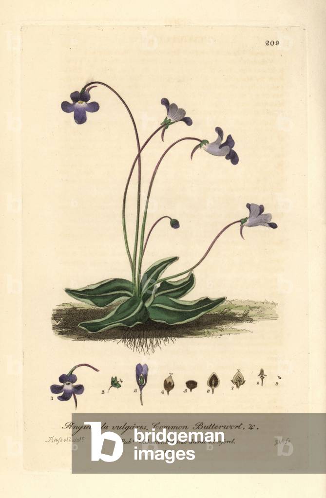 Common grass - Common butterwort, Pinguicula vulgaris - Handcoloured copperplate engraving by J. Whessell from a drawing by Isaac Russell from William Baxter's “” British Phaenogamous Botany”” 1836