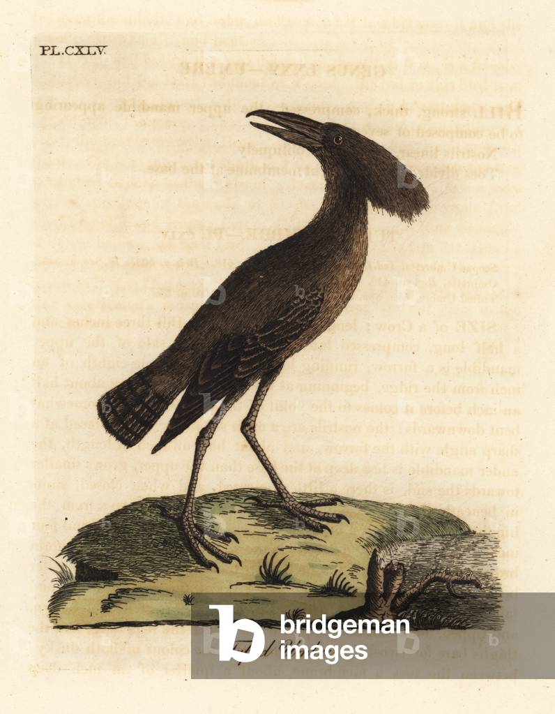 Hamerkop, Scopus umbretta (Tufted umbre). Handcoloured copperplate drawn and engraved by John Latham from his own A General History of Birds, Winchester, 1824.