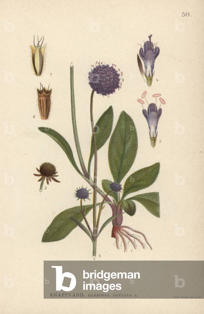 Devil's bit scabious, Scabiosa succisa