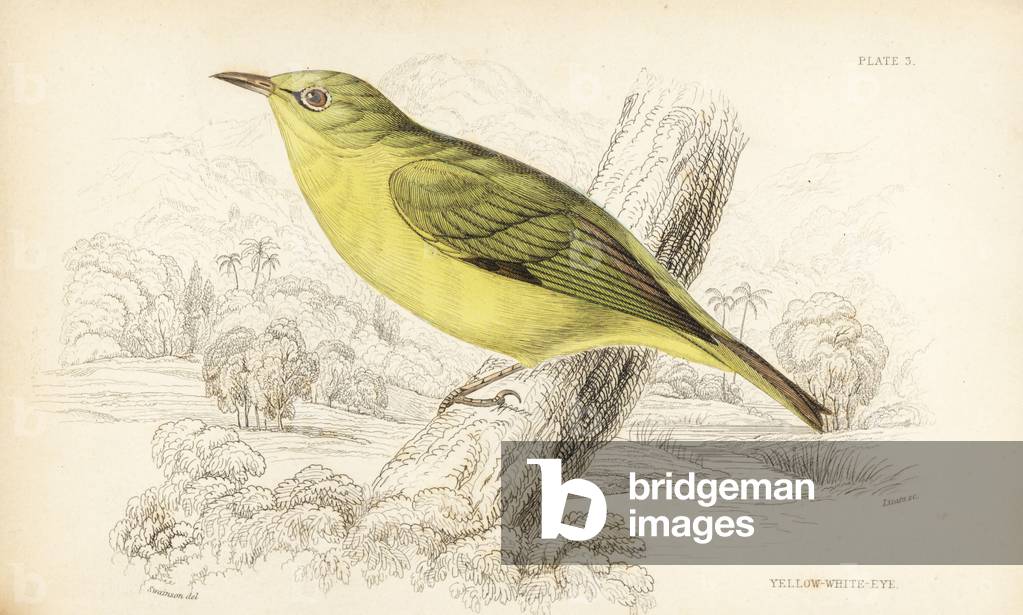 Javan white eye, Zosterops flavus (Yellow white eye, Zosterops flava). Handcoloured steel engraving by William Lizars after William Swainson from Sir William Jardine's Naturalist's Library: Ornithology: Birds of Western Africa, Edinburgh, W.H. Lizars, 1837.