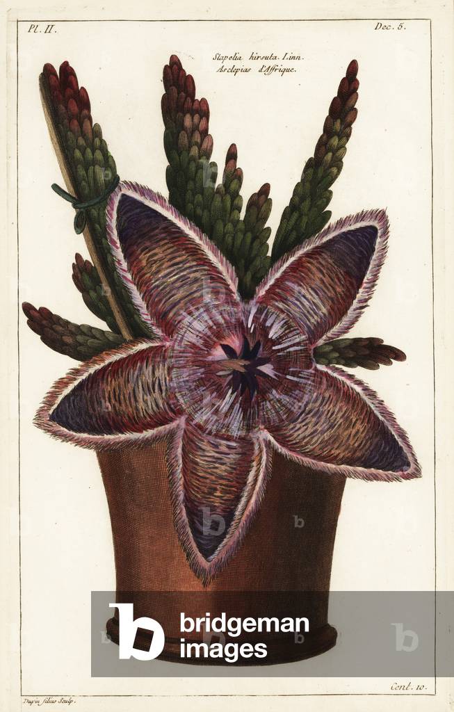 Starfish flower or carrion plant, Stapelia hirsuta Linn