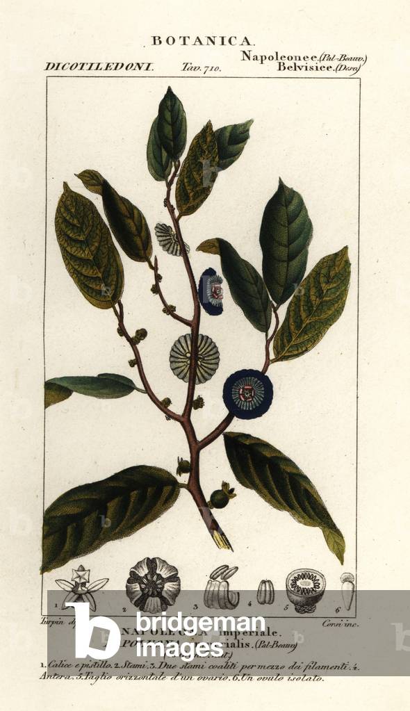 Napoleonaea imperialis