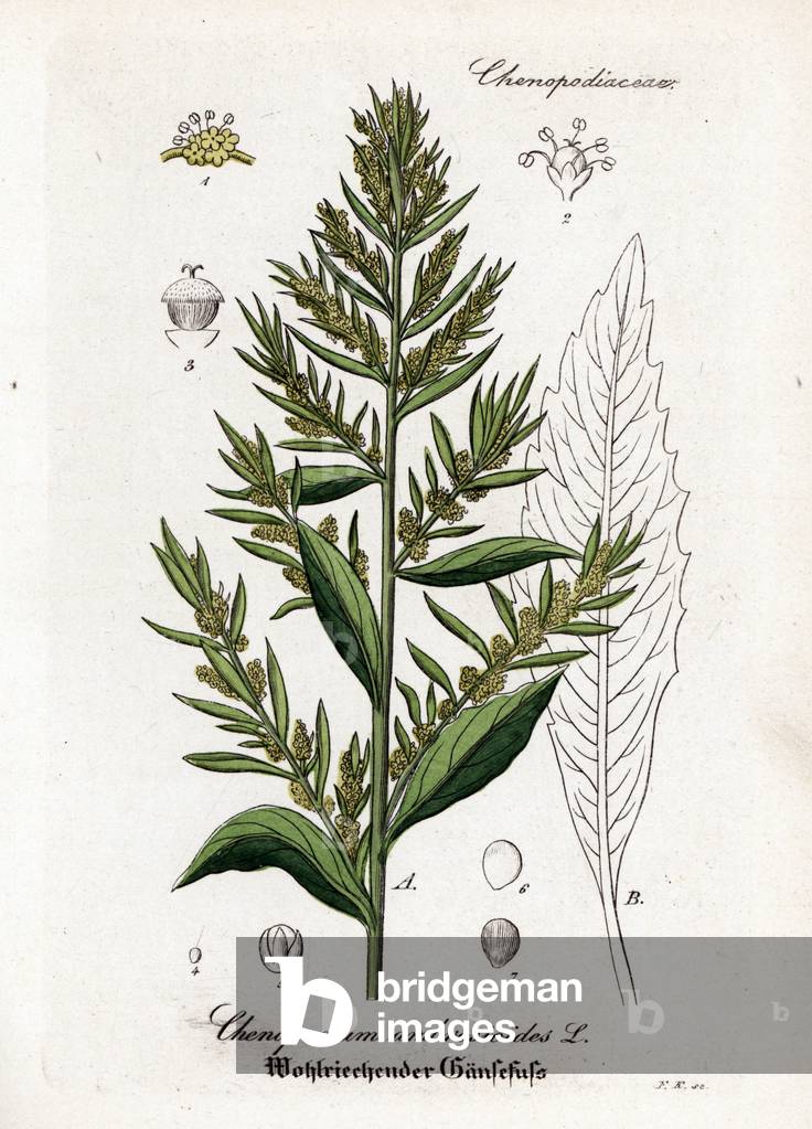 Wormseed, Dysphania ambrosioides (Chenopodium ambrosioides). Handcoloured copperplate engraving from Dr. Willibald Artus' Hand-Atlas sammtlicher mediinisch-pharmaceutischer Gewachse, (Handbook of all medical-pharmaceutical plants), Jena, 1876.