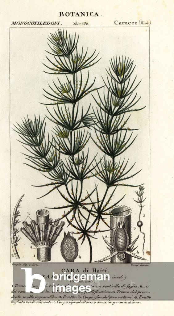 Green algae, Chara haitensis