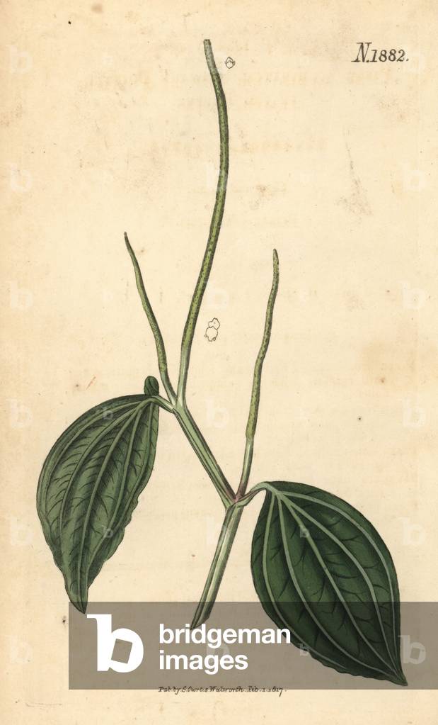 Peperomie - Peperomia acuminata (Dwarf pointed-leaved pepper, Piper acuminatum). Handcoloured botanical engraving from John Sims' Curtis's Botanical Magazine, Couchman, London, 1816.