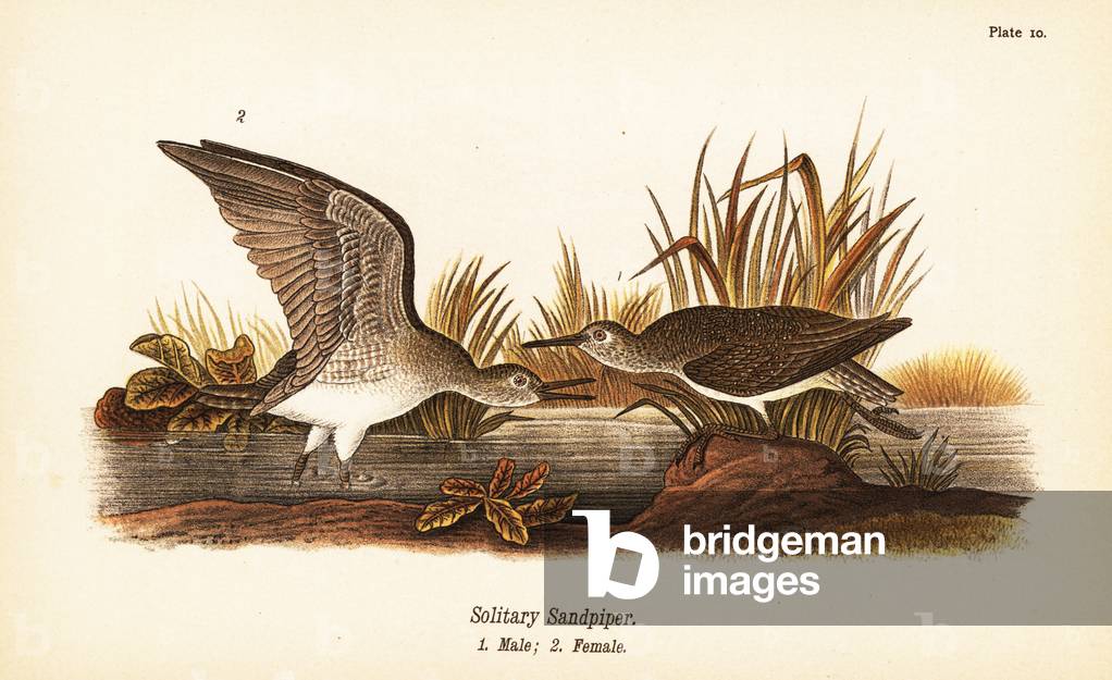 Solitary sandpiper, Tringa solitaria, male 1, female 2