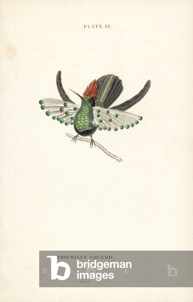 Dot-eared coquette, Lophornis gouldii. Vulnerable. (Guld's hummingbird, Trochilus gouldii). Handcoloured steel engraving by William Lizars from Sir William Jardine's Naturalist's Library: Ornithology: Hummingbirds Volume 2, Edinburgh, W.H. Lizars, 1833.