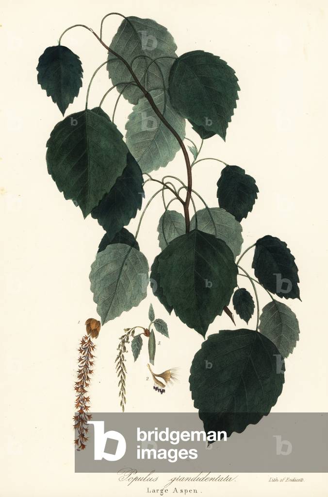 Large aspen, large-tooth aspen, big-tooth aspen, American aspen, Canadian poplar or white poplar, Populus grandidentata