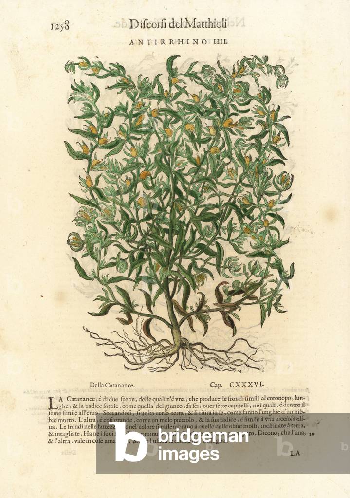 Snapdragon variety, Antirrhinum species, ANTIRRHINO IIIII. Handcoloured woodblock print by Wolfgang Meyerpick after an illustration by Giorgio Liberale from Pietro Andrea Mattioli's Discorsi di P.A. Matthioli ne i sei libri della Materia Medicinale di Pedacio Dioscoride Anazarbeo (Commentary on the Materia Medica of Dioscorides), Vincenzo Valgrisi, Venice, 1568.