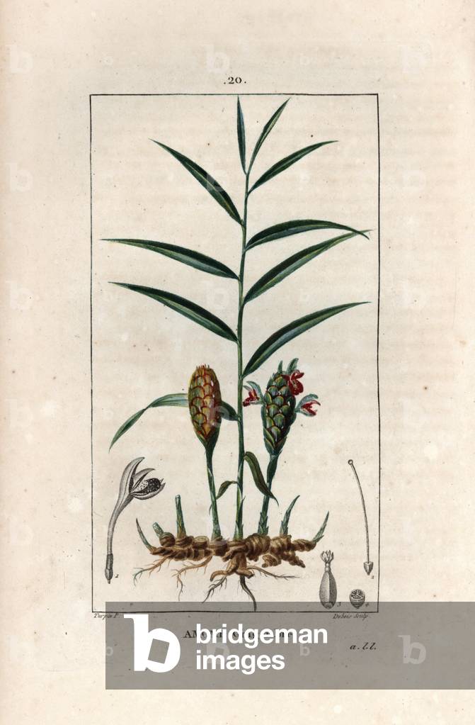 Ginger amome - Engraving by Dubois, from a drawing by Pierre Jean Francois Turpin (1775-1840), from La flore medicale, de Chaumeton, Poiret et Chamberet, Paris 1830 - Ginger plant, Zingiber officinale - Engraving by Dubois from a drawing by P - J - F - Turpin from Chaumeton, Poiret et Chamberet's ““La Flore Medicale,” Paris, Panckoucke, 1830 -
