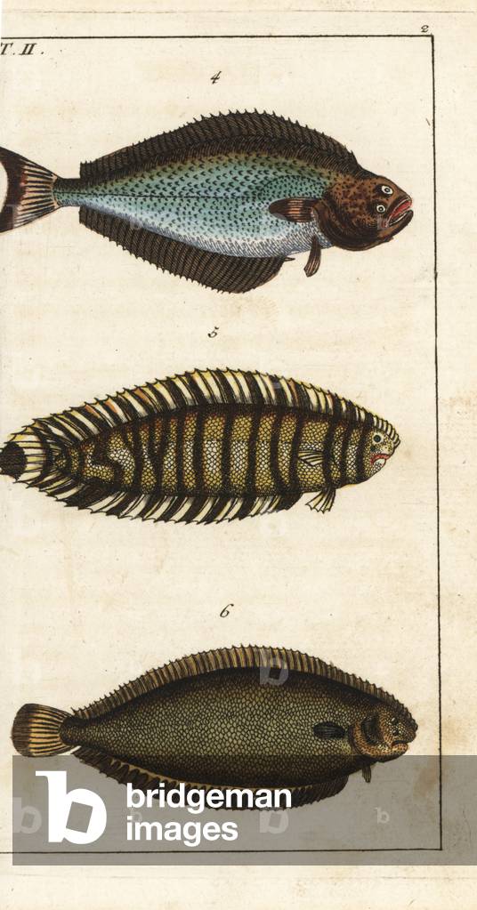 Atlantic fletan (or white fletan) - American sole - Halibut, Hippoglossus hippoglossus 4, lined sole, Achirus lineatus 5, and Dover sole, Solea solea 6. Handcolored copperplate engraving from Gottlieb Tobias Wilhelm's Encyclopedia of Natural History: Fish, Augsburg, 1804. Wilhelm (1758-1811) was a Bavarian clergy and naturalist known as the German Buffon.
