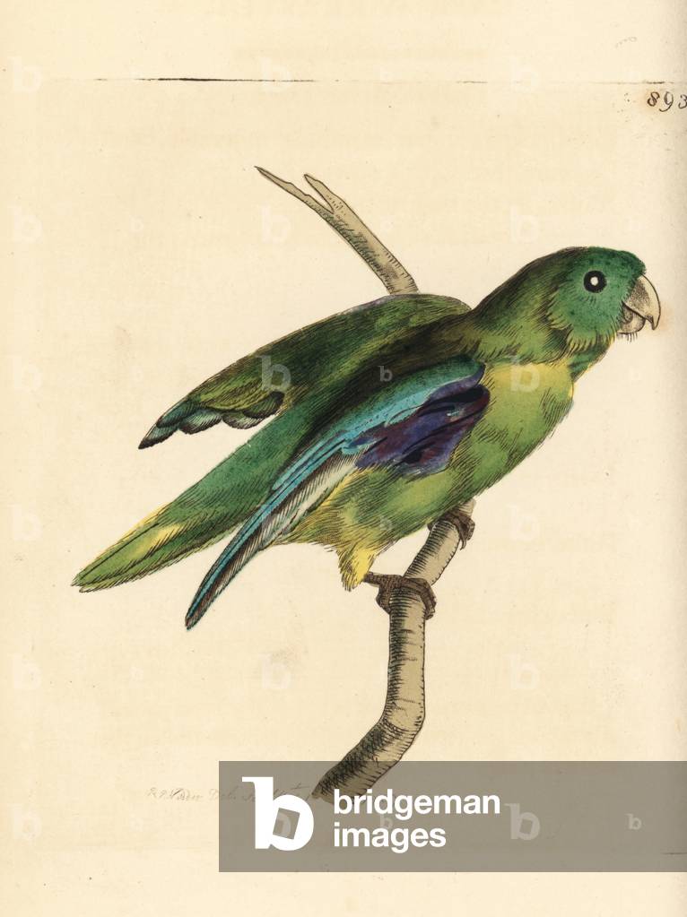 Cape parakeet, Psittacus capensis. Illustration drawn and engraved by Richard Polydore Nodder. Handcoloured copperplate engraving from George Shaw and Frederick Nodder's “” The Naturalist's Miscellany,”” London, 1809.
