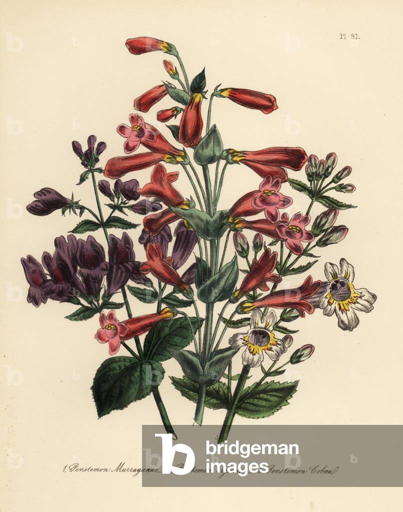 Mr. Murray's penstemon, Penstemon murrayanus, cut-leaved penstemon, P. argutus, and cobaea-like penstemon, P. cobaea. Handfinished chromolithograph by Henry Noel Humphreys after an illustration by Jane Loudon from Mrs. Jane Loudon's Ladies Flower Garden of Ornamental Perennials, William S. Orr, London, 1849.