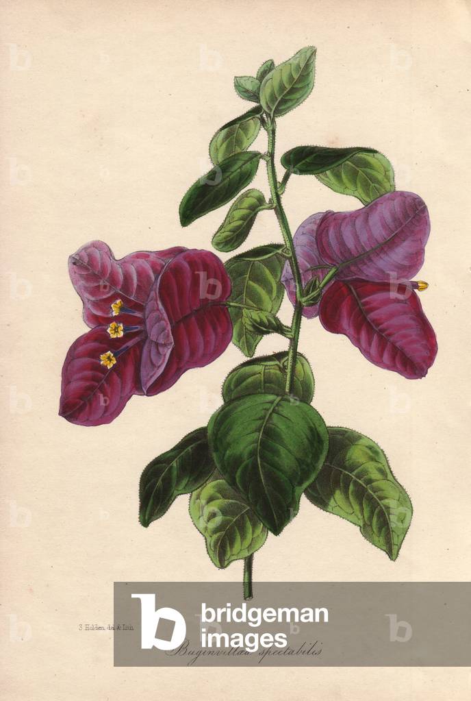 Buginvillaea spectabilis (La bougainvillee or bougainvillee). Hand-coloured lithograph drawn by Samuel Holden for Sir Joseph Paxton in “” Magazine of Botany,” London, W.S. Orr, 1838. Paxton (1803-1865), English gardener and architect known for drawing the Crystal Palace. The name of the flower, discovered by botanist Philibert Commerson in Brazil, was given in memory to the French explorer who accompanied him during the Louis Antoine de Bougainville expedition.