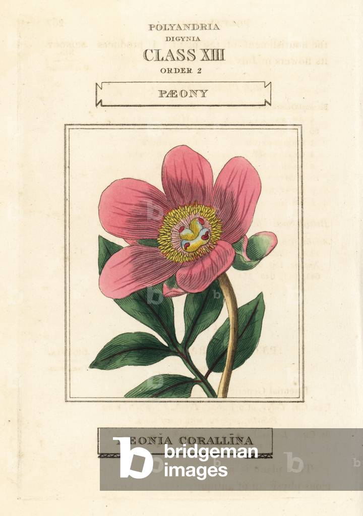 Wild peony, Paeonia mascula (Paeony, Paeonia corallina). Handcoloured copperplate engraving after an illustration by Richard Duppa from his The Clours and Orders of the Linnaean System of Botany, Longman, Hurst, London, 1816.